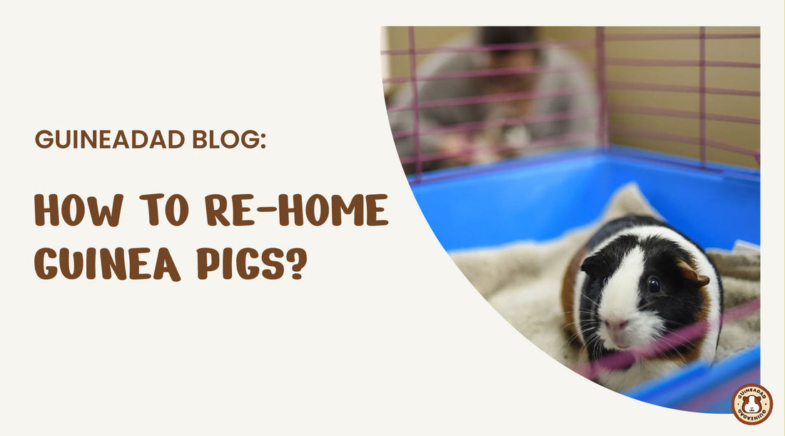 how to rehome guinea pigs
