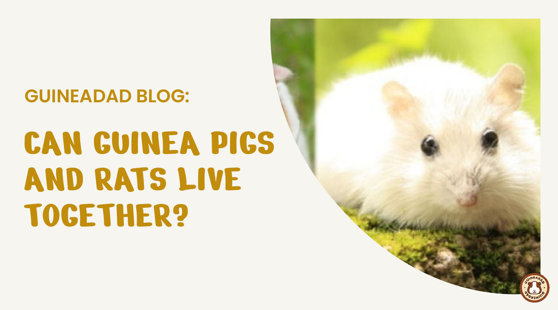 can guinea pigs and rats live together?