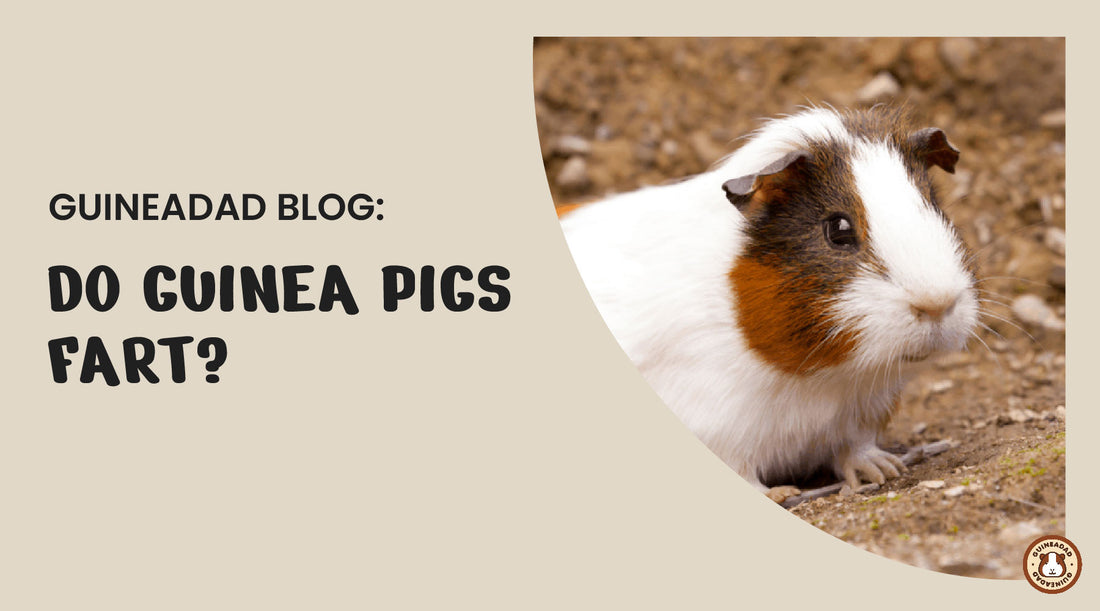 do guinea pigs fart?