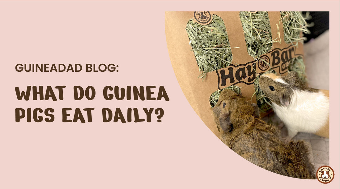 what should guinea pigs eat daily?