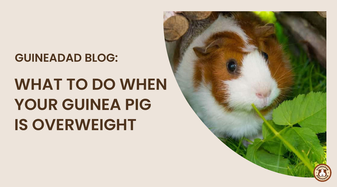 what to do when your guinea pig is overweight