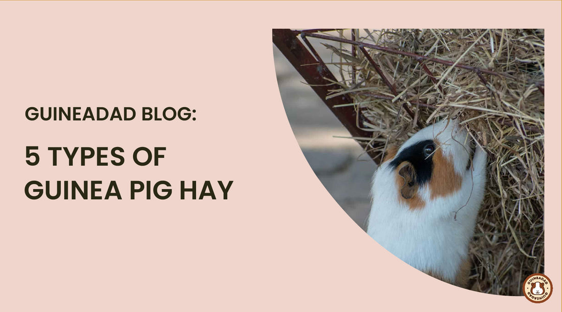 5 Types of Guinea Pig Hay article, Timothy hay for guinea pigs, Orchard hay for guiena pigs, alfafa hay, alfalfa hay, bermuda hay, meadow hay, oat hay 