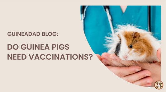 do guinea pigs need vaccinations?