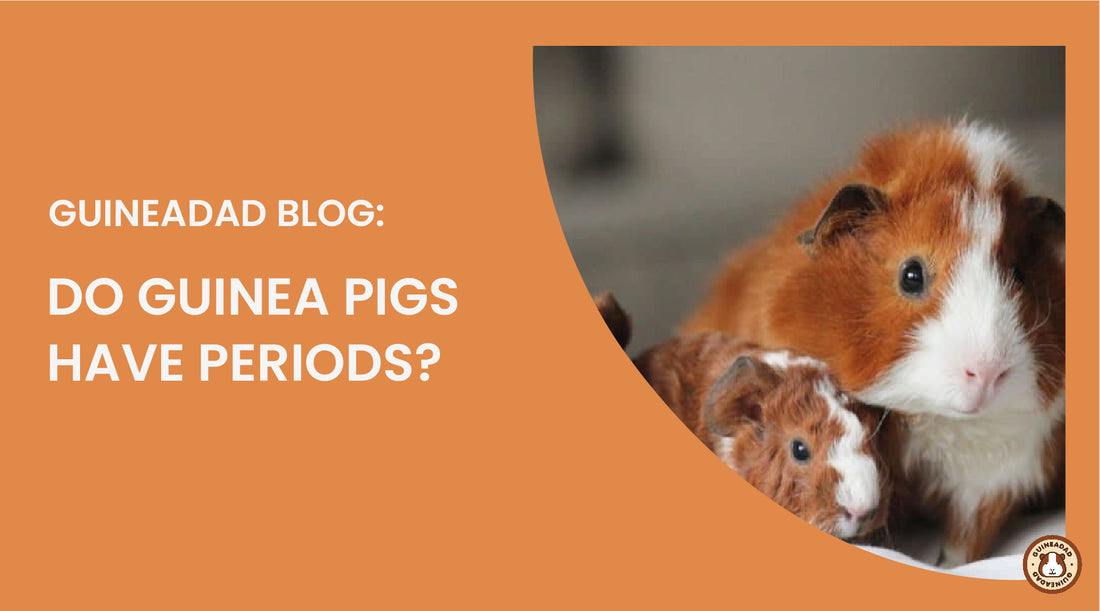 do guinea pigs get periods?