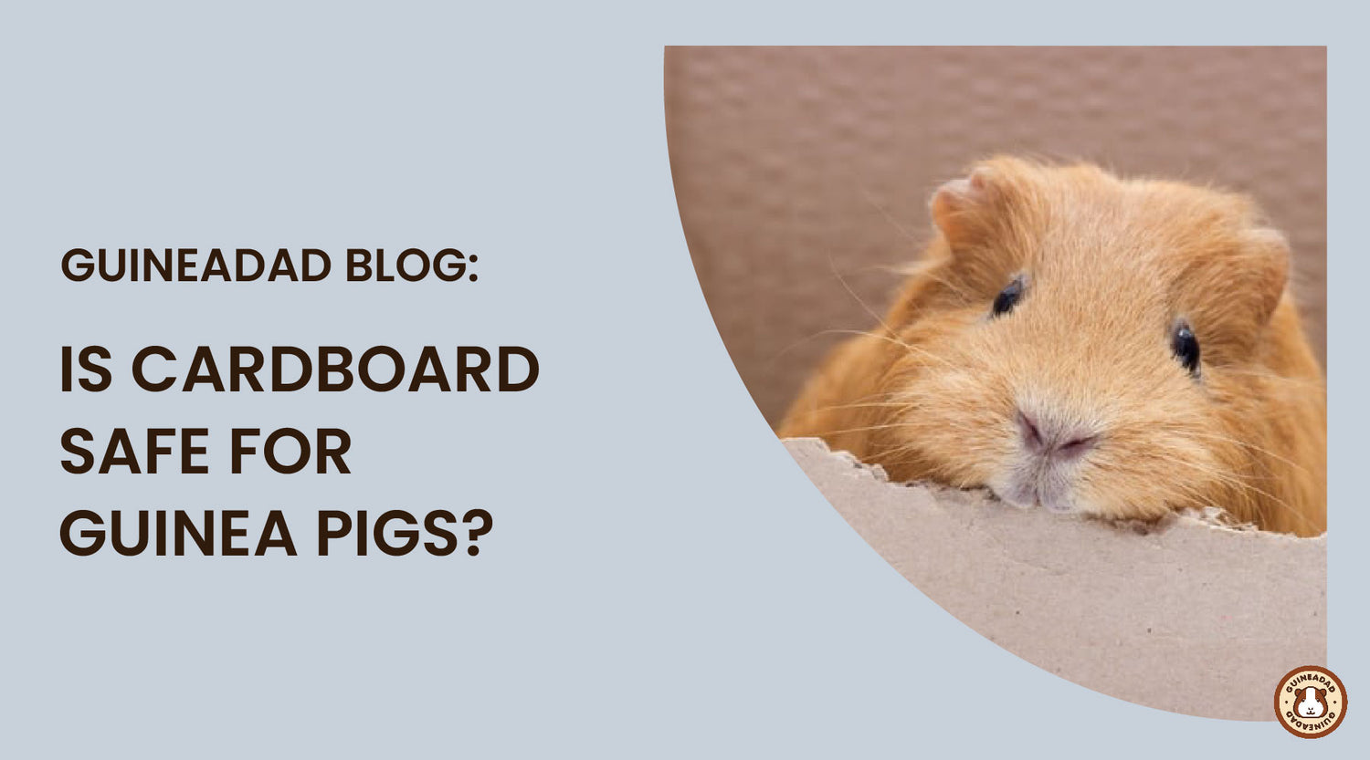 Is cardboard safe for guinea pigs? GuineaDad