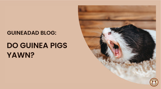 do guinea pigs yawn?