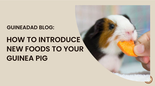 how to introduce new foods to your guinea pig