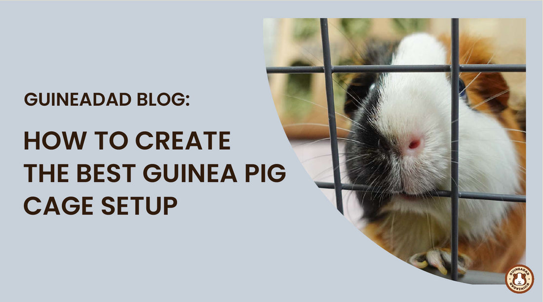 how to create the best guinea pig cage setup