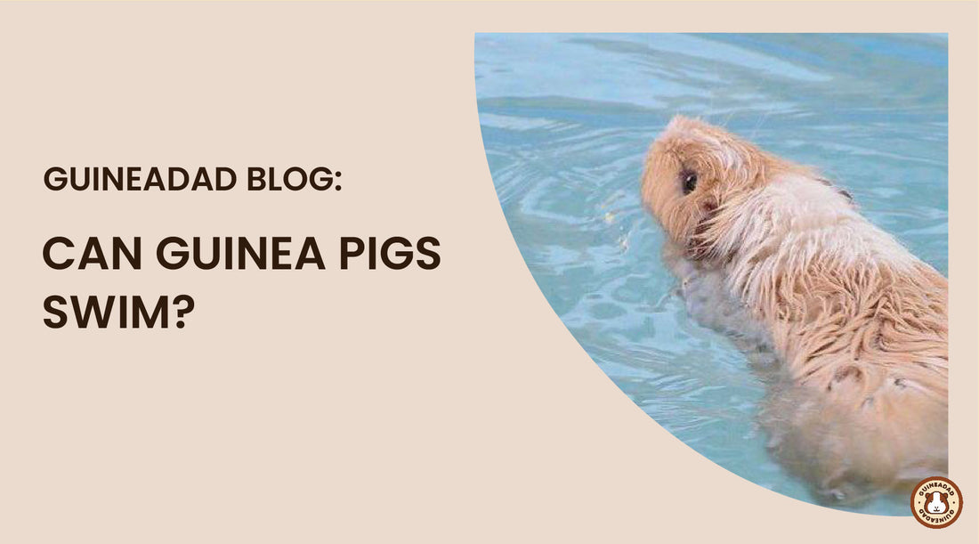 can guinea pigs swim?