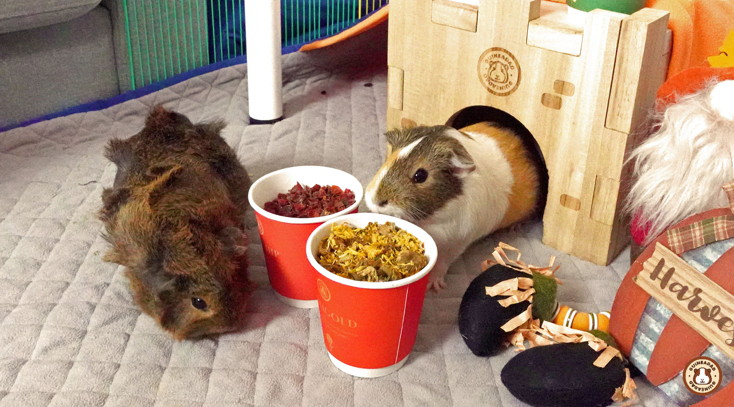 Beautiful view of How To Know If Guinea Pigs Need Vitamin E Supplements