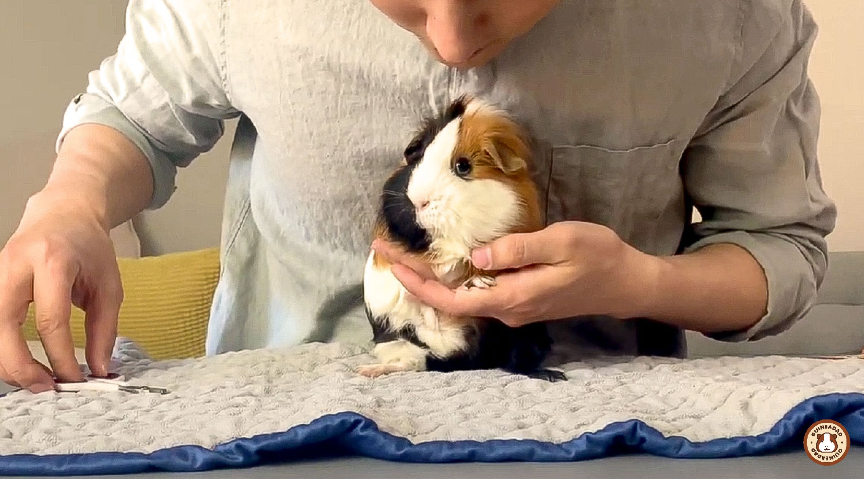 10 Things Guinea Pigs Hate GuineaDad