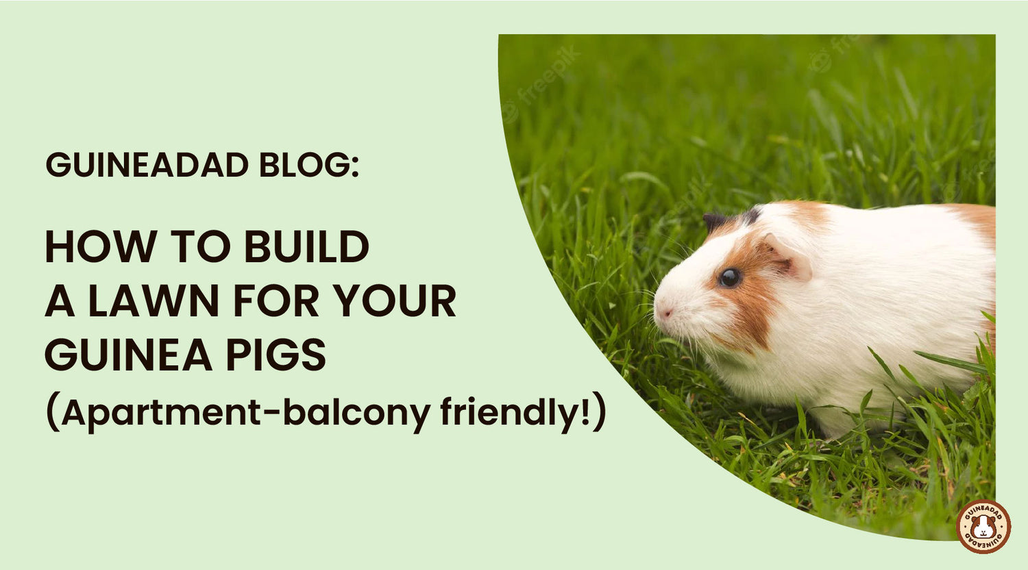 How to build a lawn for your guinea pigs (Apartmentbalcony friendly