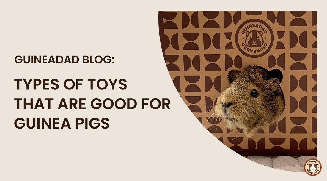 types of toys that are good for guinea pigs