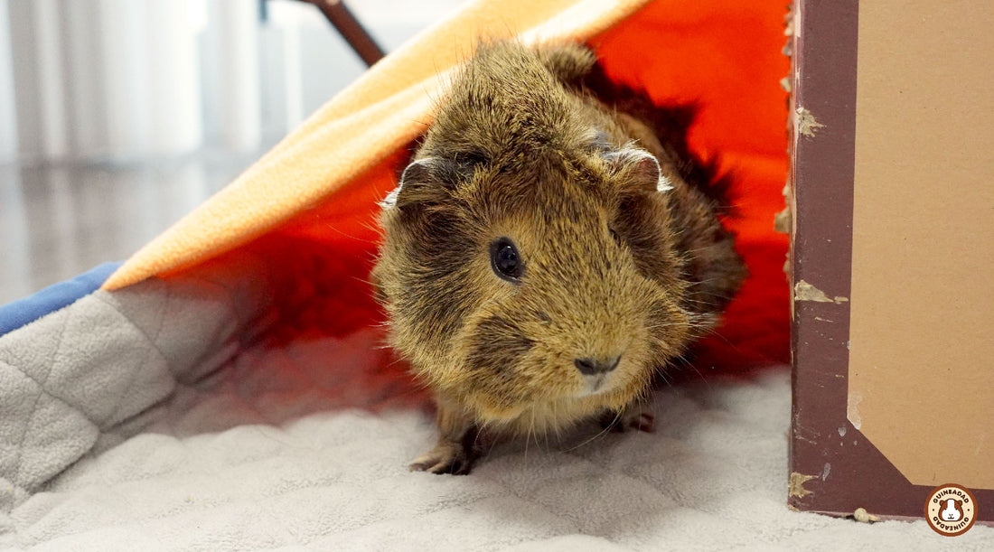 How to keep guinea pigs calm during fireworks