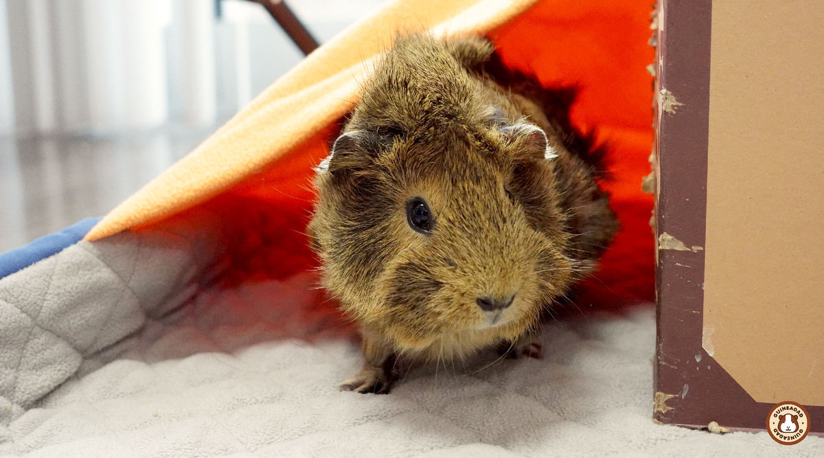 Image showcasing How to keep guinea pigs calm during fireworks – GuineaDad