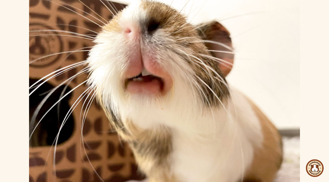 Tooth displacement and other guinea pig teeth problems