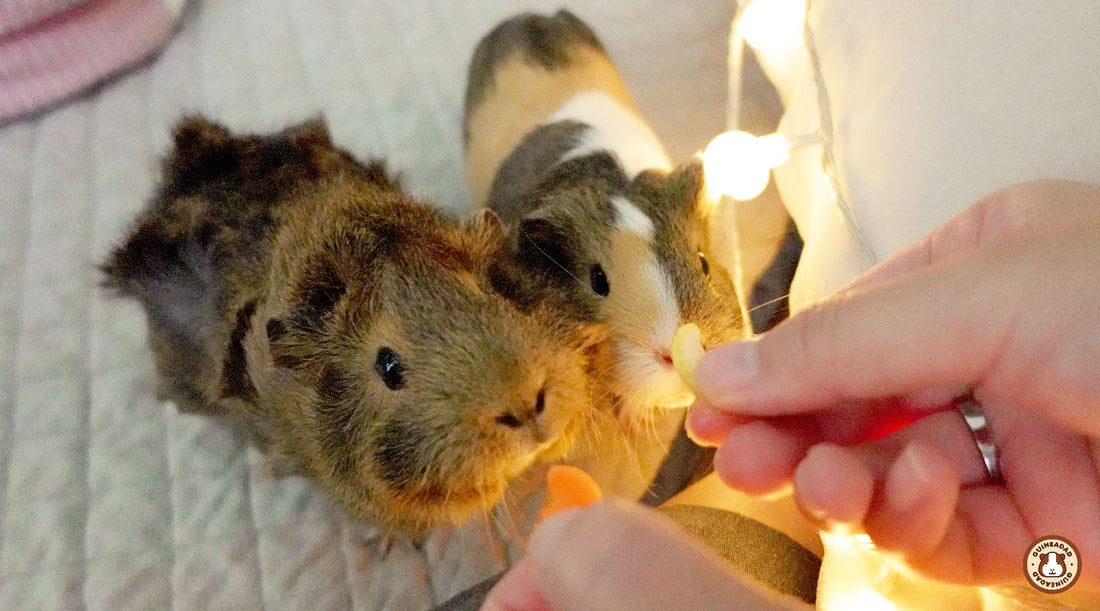 10 reasons why guinea pigs make us happy