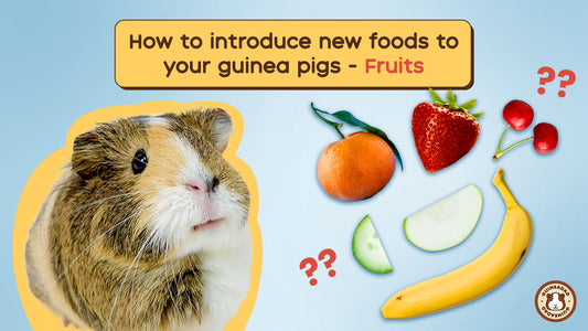How to introduce new foods to your guinea pigs - Fruits