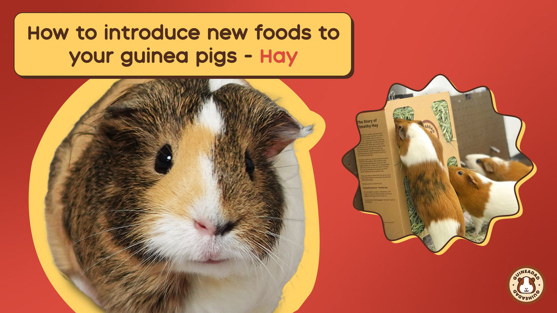 How to introduce new foods to your guinea pigs - Hay