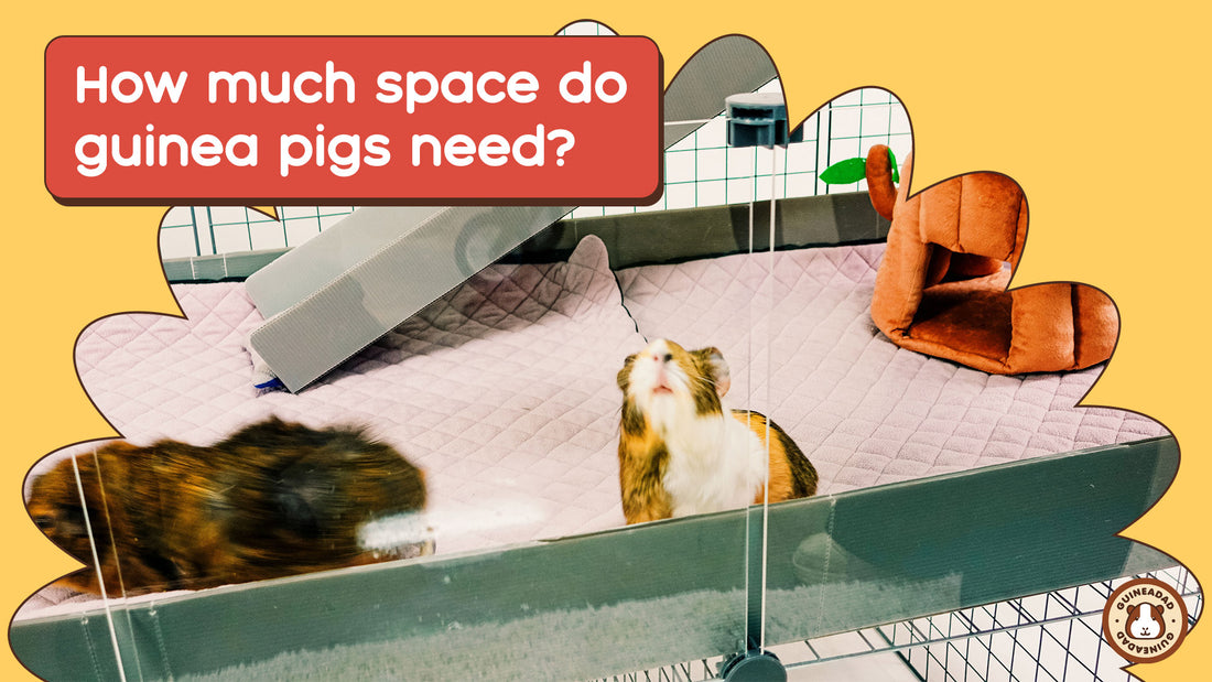 How much space do guinea pigs need?