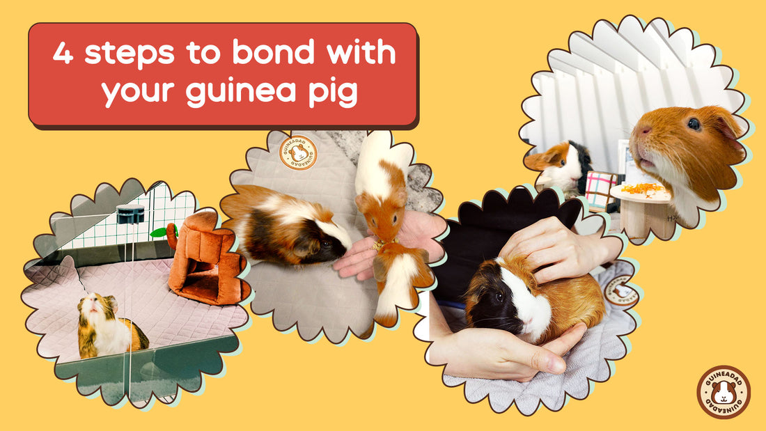4 Ways to bond and mingle with guinea pigs