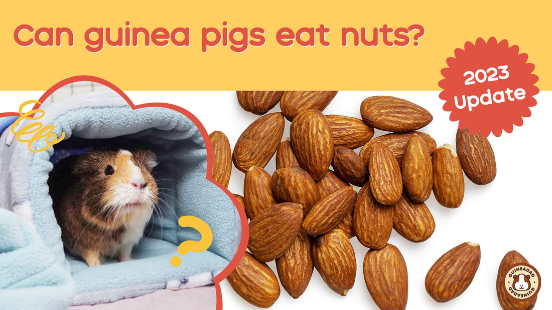 can guinea pigs eat nuts