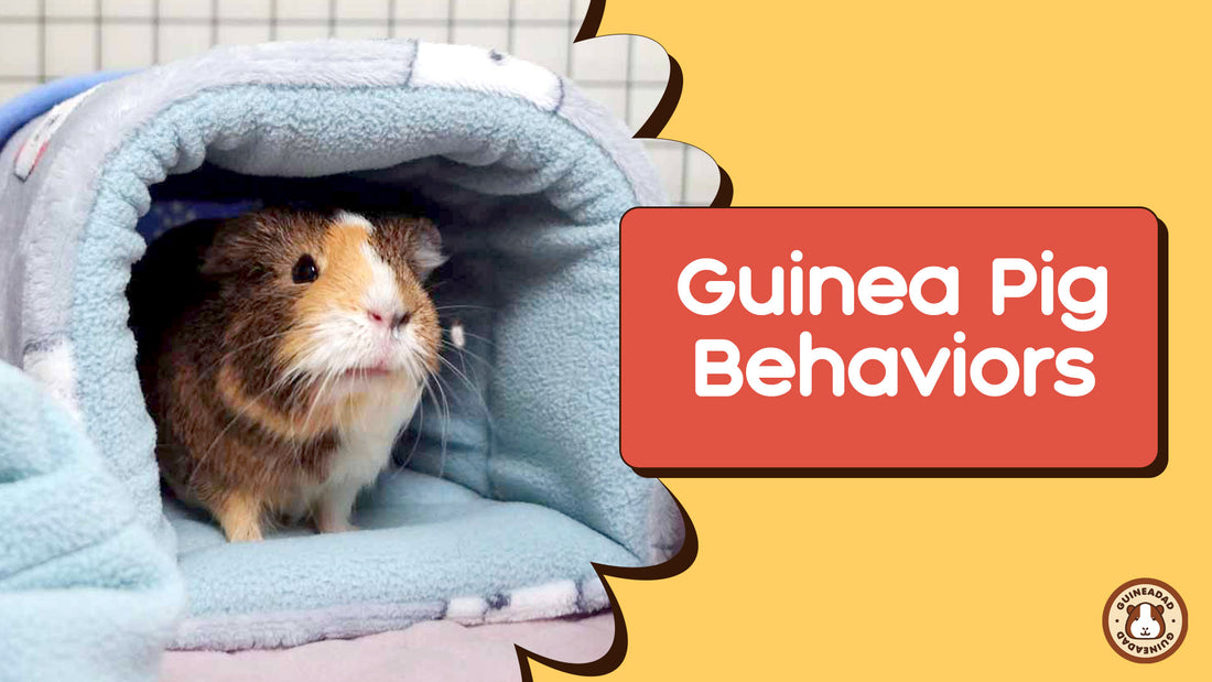 Guinea Pig Behaviors
