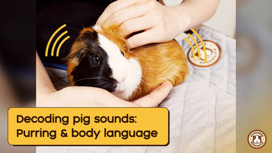 Decoding pig sounds: Purring & Body language