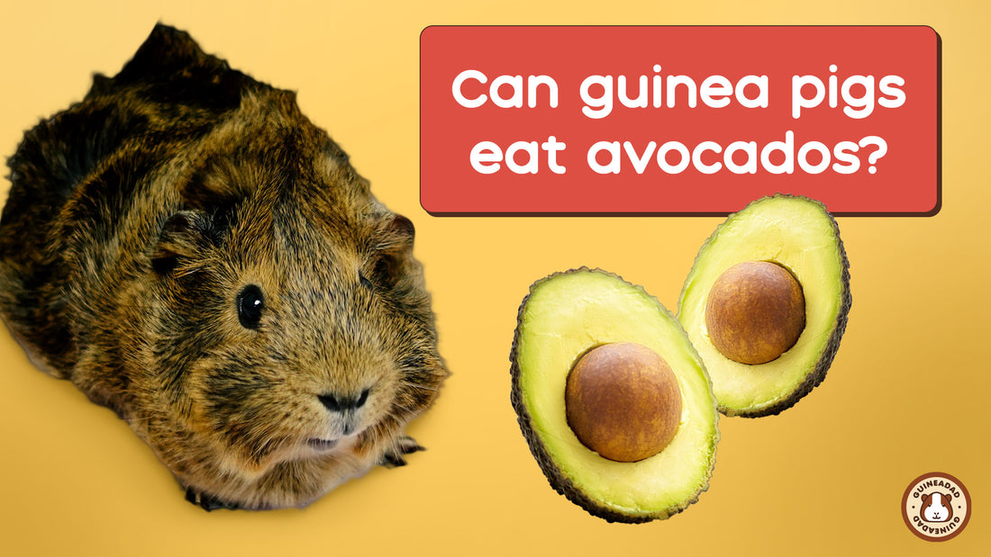 Can guinea pigs eat avocados?