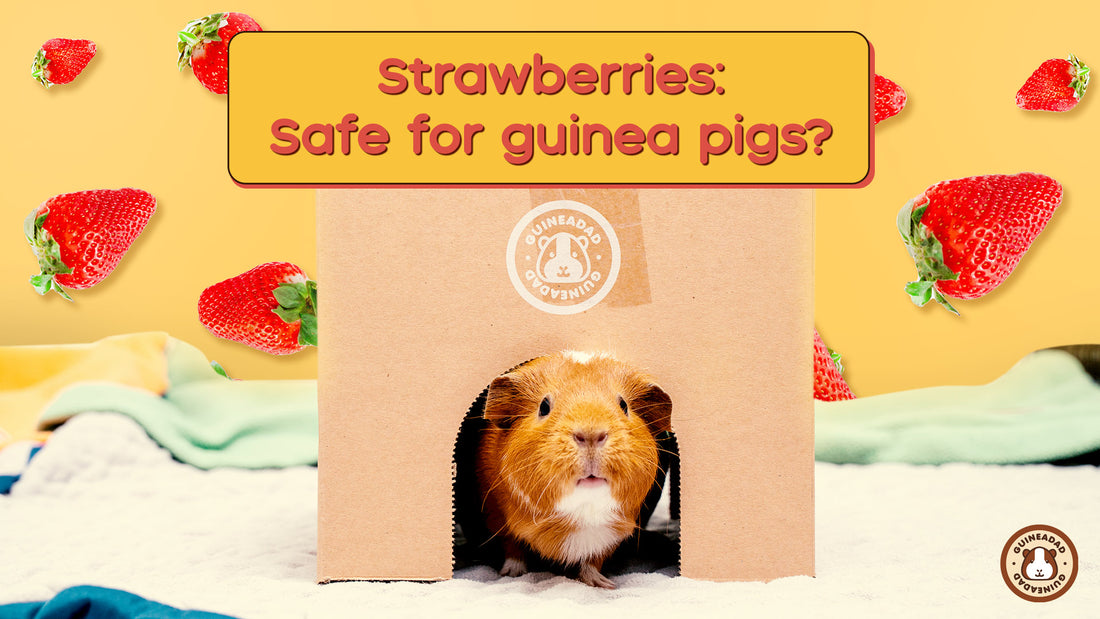 Title banner picture of two guinea pigs whispering to each other on a pink GuineaDad Liner asking can guinea pigs eat strawberries