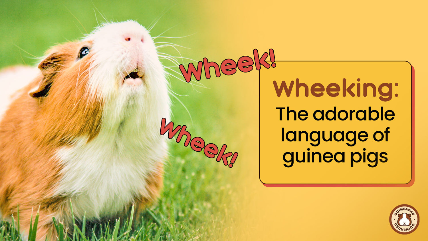 Wheeking: The Adorable Language of Guinea Pigs – GuineaDad