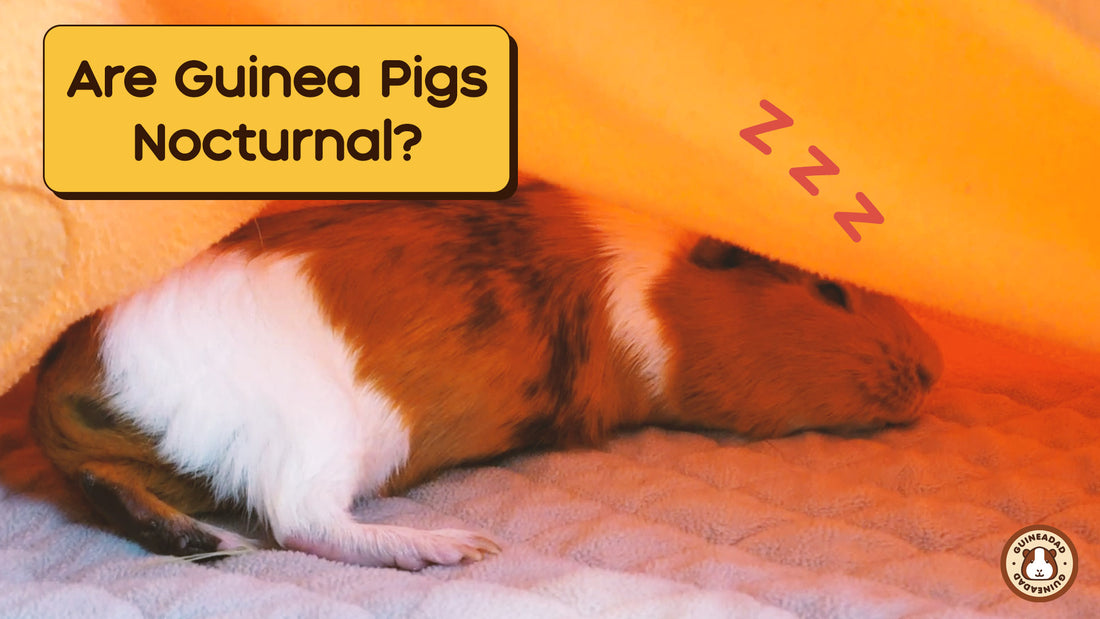 Are guinea pigs nocturnal? Do guinea pigs sleep often?