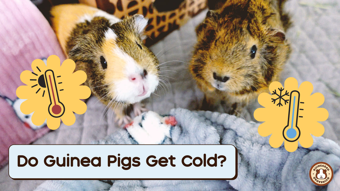 do guinea pigs get cold?