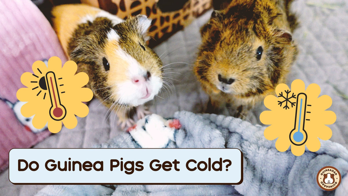 Stunning Caring For Guinea Pigs In Cold Weather image