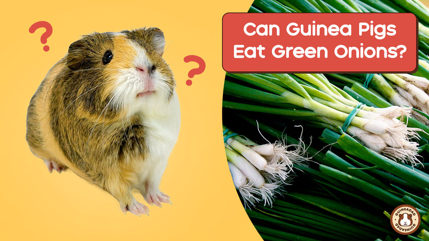 Can Guinea Pigs Eat Green Onions? GuineaDad
