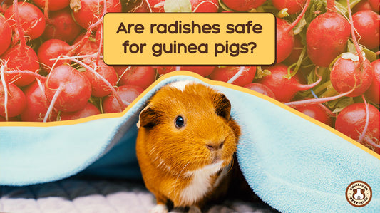 Are radishes safe for guinea pigs guinea pig in the pocket with radishes in the background