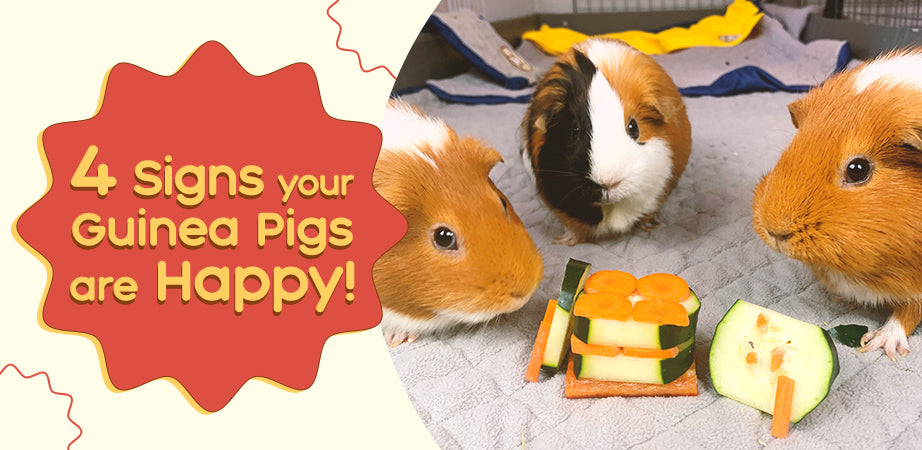 here are the 4signs you can look for to see if your guinea pig is a happy guinea pigs