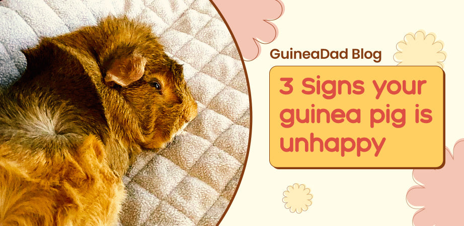 Wondering whether your guinea pig is unhappy? Look for these signs as you monitor guinea pigs to make sure they are happy