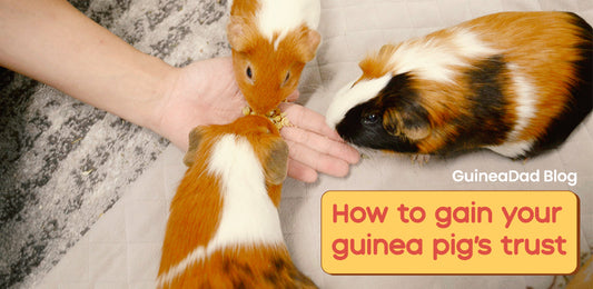 How to gain your guinea pig's trust blog GuineaDad