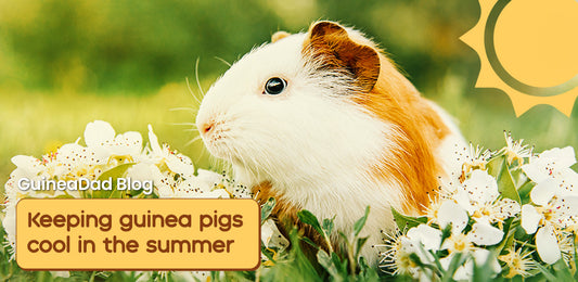 how to keep your guinea pigs cool especially during the summer