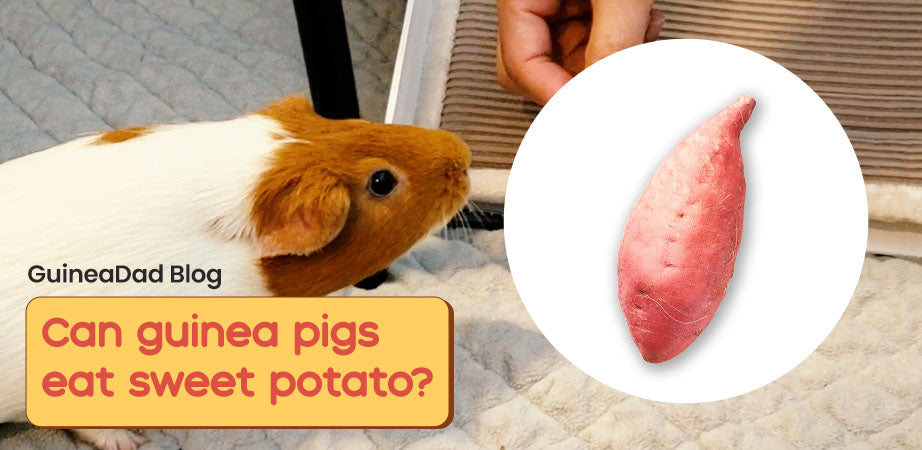 Can guinea pigs eat sweet potatoes?