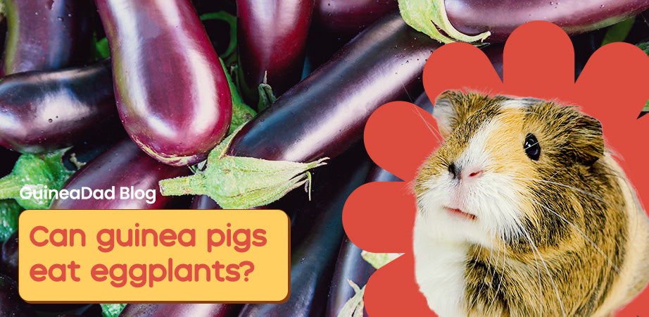 Can Guinea Pigs Eat Eggplants?