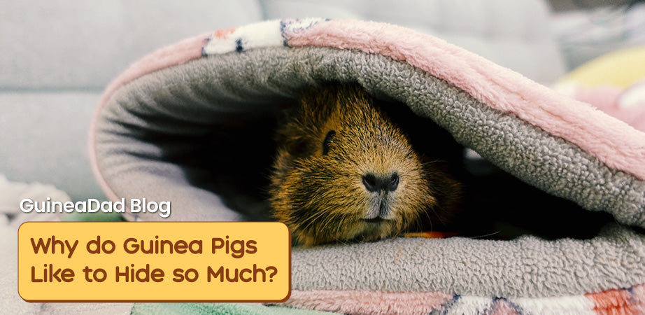 Why do guinea pigs like to hide?