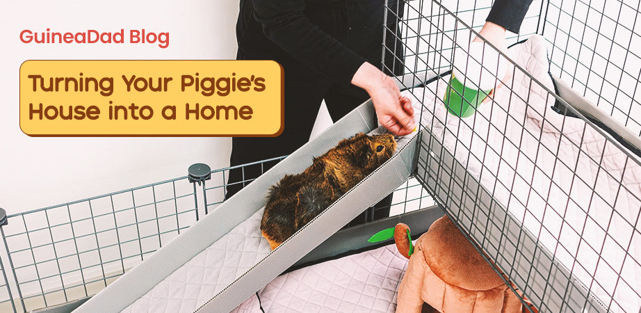 Guinea Pig Habitats: Turning Your Piggie's House into a Home
