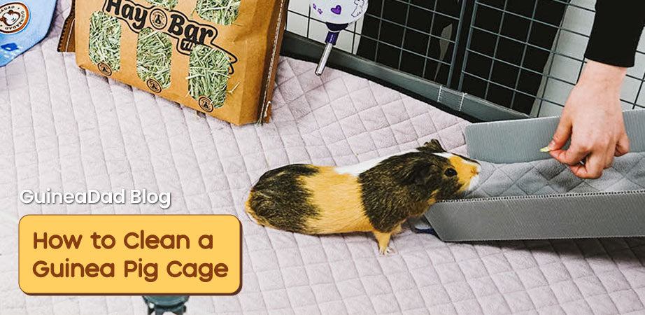 How to clean your guinea pig's cage
