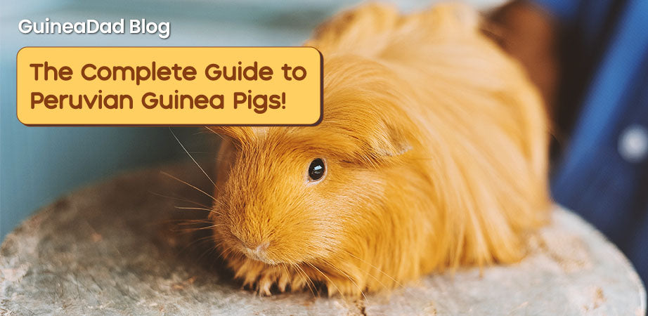 The complete guide to peruvian guinea pigs!