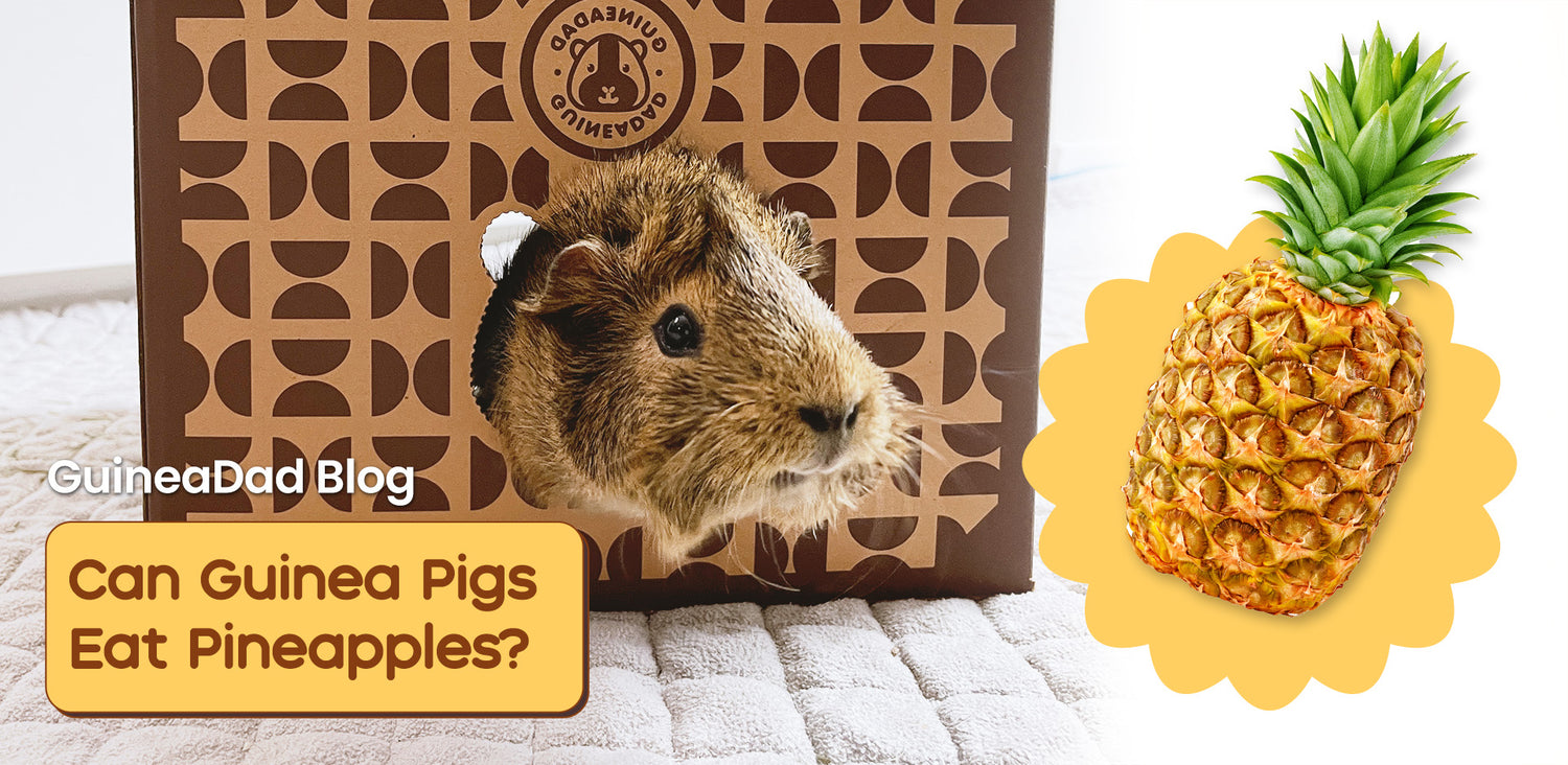 Can guinea pig eat pineapple clearance