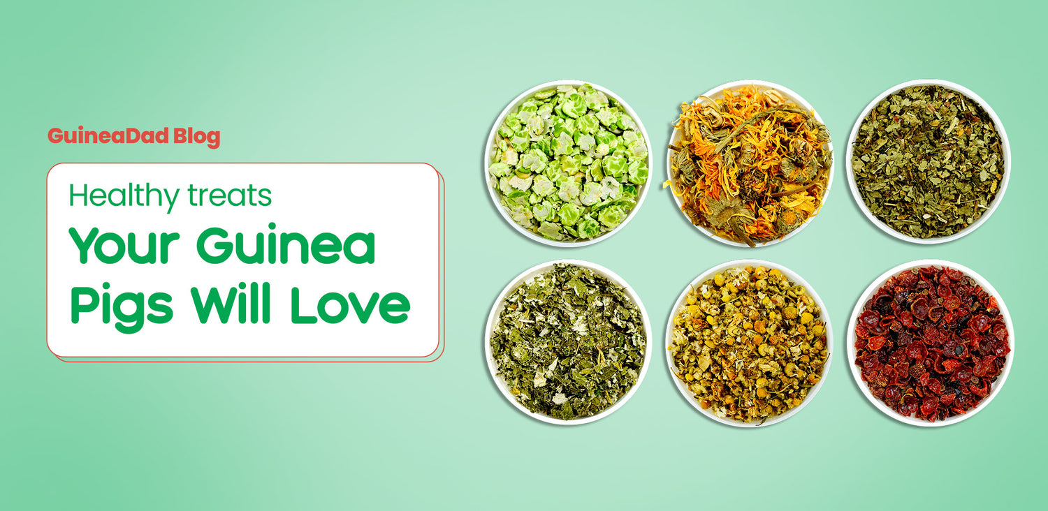 Picture of Healthy Treats Your Guinea Pigs Will Love – GuineaDad