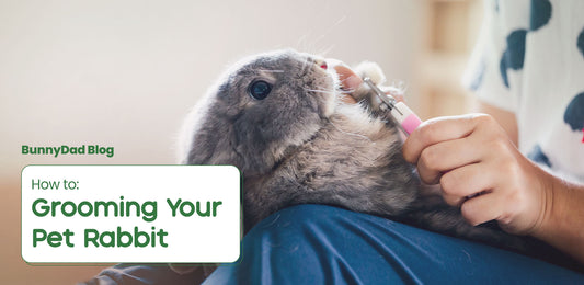 "Grooming Your Pet Rabbit (Part 1)"