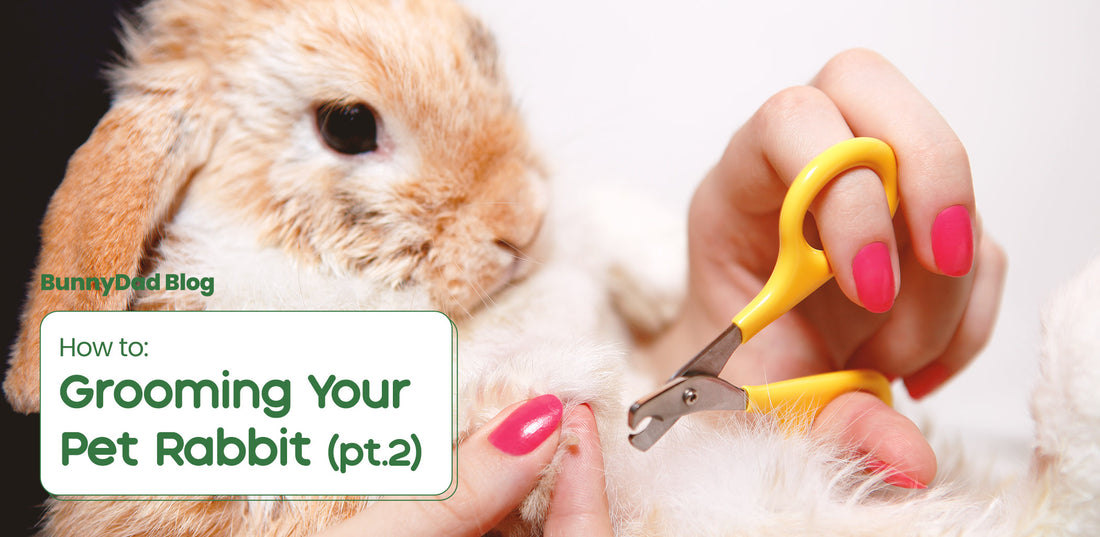 "Grooming Your Pet Rabbit (Part 2)"